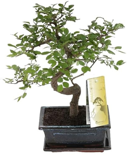 Bonsái de Olmo Chino (Ulmus Parvifolia) Natural Árbol Conocido por su Elegante Aspecto
