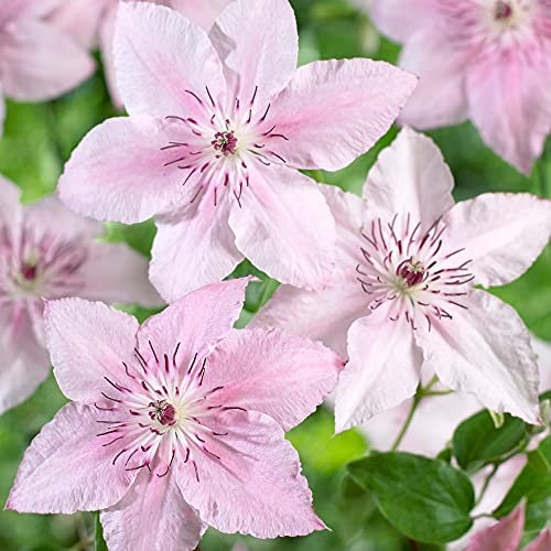 Clematis Pink Fantasy | Deciduous Flowering Climber | Outdoor Potted Plant | (15-30cm Incl. Pot)