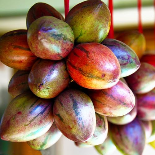 semi di pomodoro tamarillo - esotici, colonnari, perenni resistenti decorazione del soggiorno, vecchie varietà, 50pcs