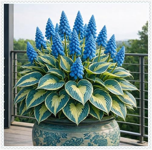 Hosta da giardino all'aperto-resistente al freddo e tollerante all'ombra-Bulbi di Hosta-4 Bulbi-C