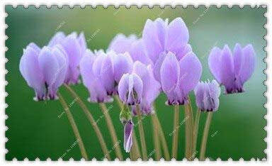 200 Semillas/Pack Alta Calidad Cyclamen Semillas De Flores De Plantas Bonsaï De Intérieur Semillas Para Jard & Iacute; N