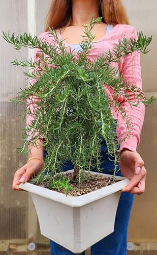 POWERS TO FLOWERS - ROSMARINO PROSTRATO BONSAI IN VASO QUADRO, pianta vera