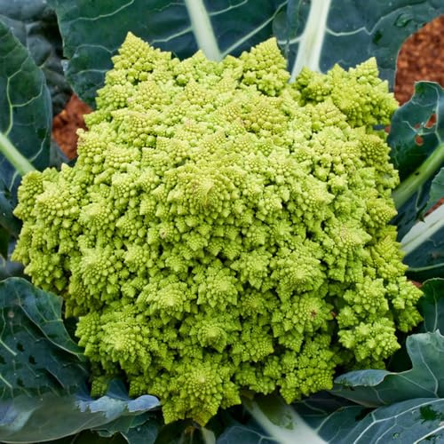 semi di cavolfiore biologici - vecchie varietà da giardino interno resistenti, Decorazioni 550pcs