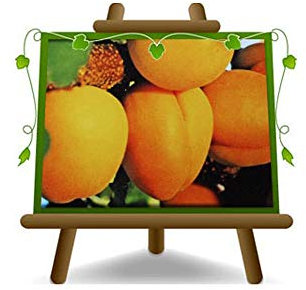 abricotier arbre de abricots perle plante fruitière sur un pot de 20 max 170 cm - 2 ans