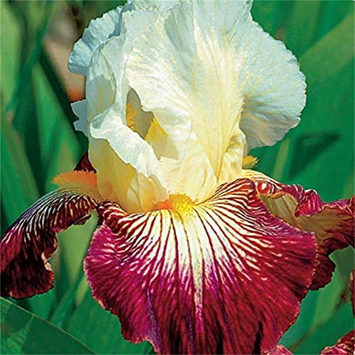 Iriszwiebeln-Süß,Bio-Pflanze,Anmutig,Romantische Blumen,Wiegen im Wind,Frisch-20Bulbi