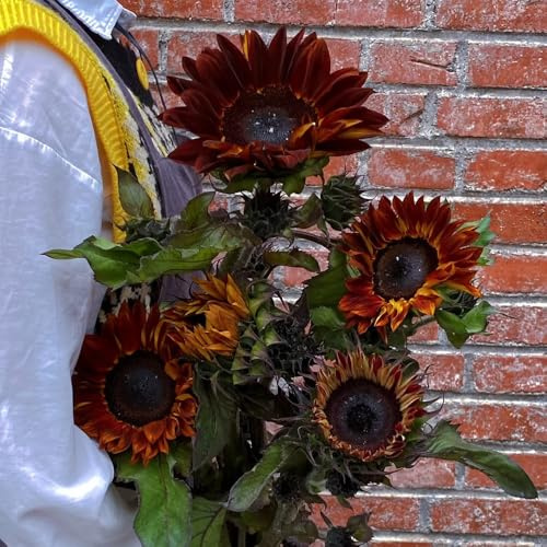 semillas de girasol perennes resistentes - jardín rocas balcón interior camas elevadas 100pcs