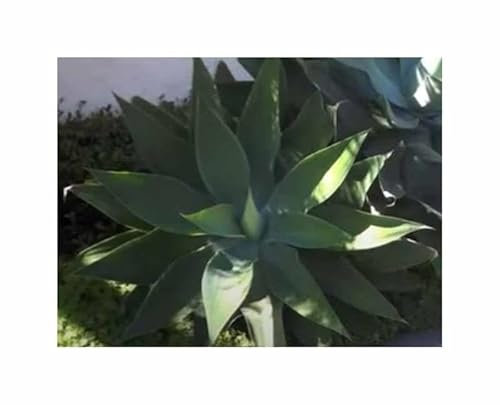 Pezzi - 10x Agave Attenuata - Drachenbaumagave Perenne Piante - Seme ID1628 - Seeds & Plants Shop by Ipsa