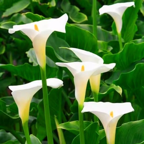 Fáciles de cultivar y florecer, los bulbos de cala son una excelente opción para balcones y jardines.-8bulbos-D