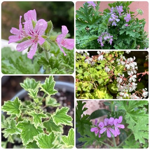 semi di geranio limone - gerani profumati - balcone del giardino, perenni resistenti, Pelargonium graveolens, officinali, 40pcs
