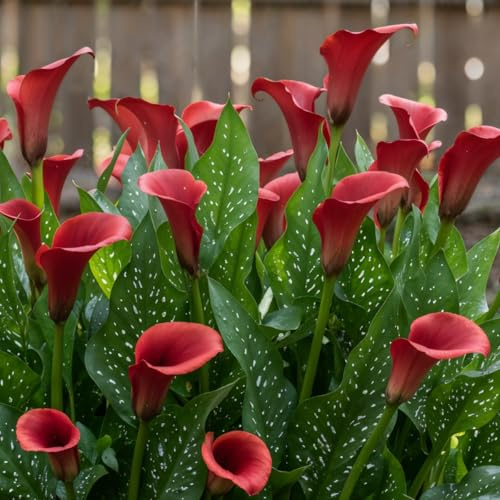 Bulbi Calle Zantedeschia - Red Passion - 5 Bulbi Fiori - Piante e Fiori Esclusivi dall'Olanda - per giardino, vasi e balcone (non semi, non artificiali)
