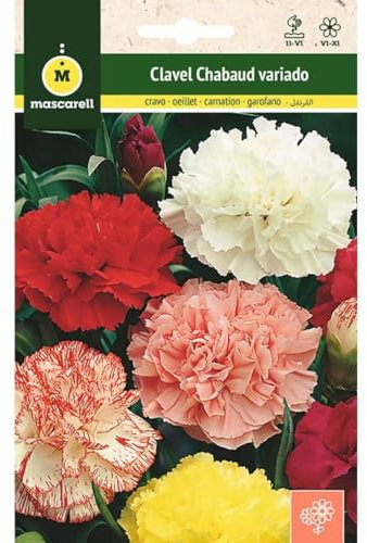 Mascarell Semillas, CLAVEL CHABAUD VARIADO, Semillas Flores Exterior para Decoración, 0,5 Gramos