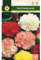 Mascarell Semillas, CLAVEL CHABAUD VARIADO, Semillas Flores Exterior para Decoración, 0,5 Gramos