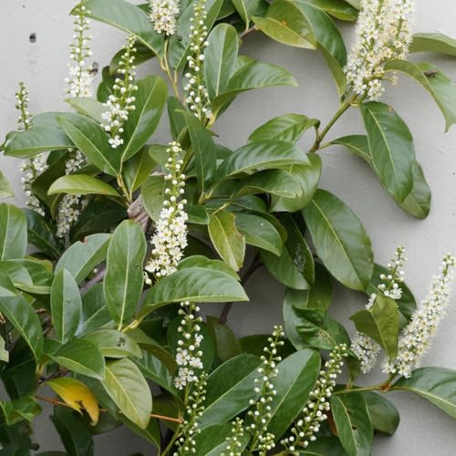 semillas de laurel cereza - exóticas jardín raras perennes resistentes decorativa 150pcs