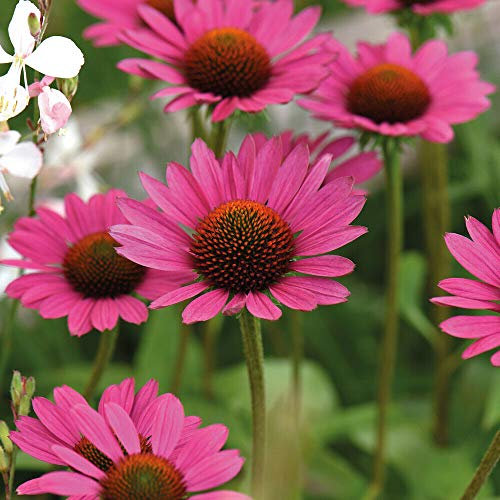 Echinacea 'Magnus' Hardy Perennial Pink Flowering Bushy Garden Plants Easy to Grow Your Own 1 Packet of 25 Seeds by Thompson and Morgan
