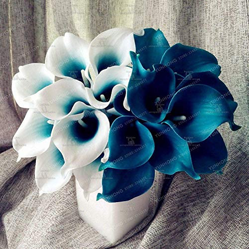 Potseed Germinazione I Semi: Royal Blue Calla Bulbi, Fiore raro, Non Calla Semi - 2 Bulbi, Most Wanted