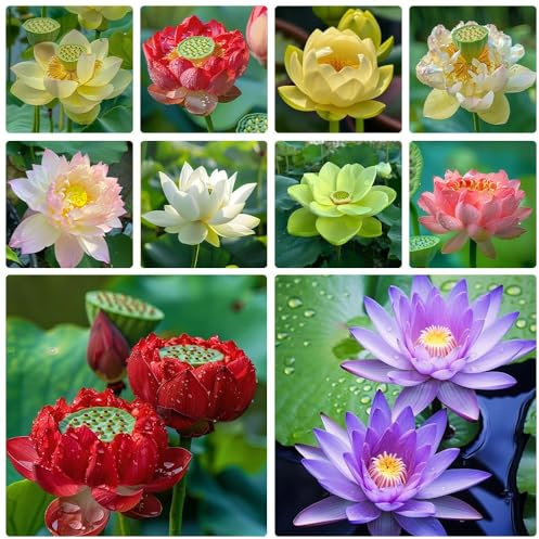 35 Loto Multicolor, Interior y Jardín, Mezcla de Tonos Variados y Brillo Luminoso para un Efecto Armonioso