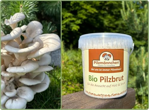 Bio Austernpilz Substratbrut - Pilze selber züchten