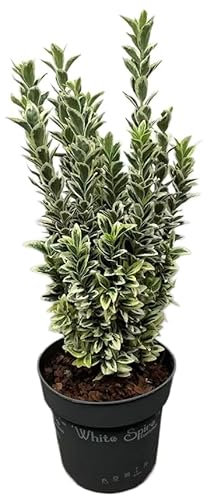 Arbusto Variegata de Euonymus – Planta Ornamental Natural con Follaje Vivo y Colorido Todo el Año