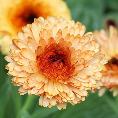 semi di calendula - selvatiche giardino raro giardino roccioso aromatiche letto rialzato resistenti aromatiche, la cucina 500pcs