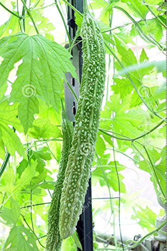 Bitter Gourd Seeds,Japanese Long (Asian vegetable) Harvested young at 10-13 !(25 Seeds)