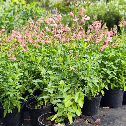 Semi di salvia, Semi di Salvia japonica, da giardino resistenti selvatiche 300pcs