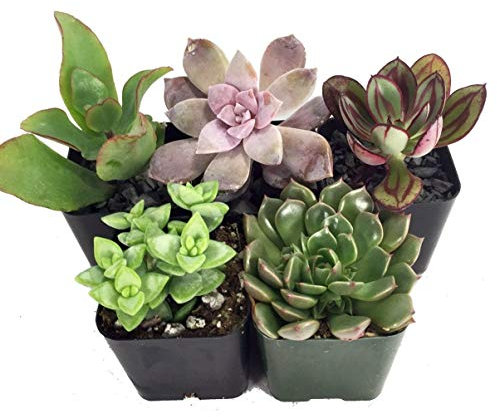 Pack de 5 Plantas Crasas Variadas Suculentas Decorativas 5cm Maceta