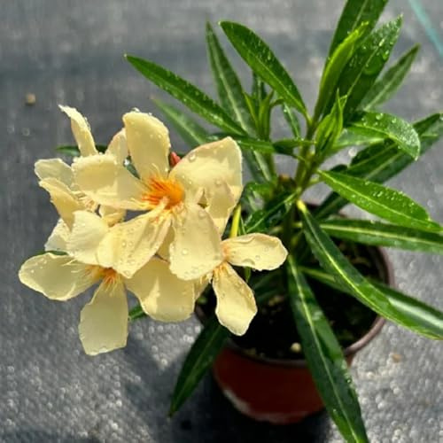 Semillas de adelfa - resistentes para el jardín Nerium oleander - semillas de Decoración de jardín para exteriores arbustos en resistentes semillas para camas 30pcs