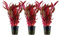 AquaOne Aquarium Pflanze 3 Stück Alternanthera reineckii 'Pink' I Wasserpflanze Aquariumpflanze Stängelpflanze voll durchwurzelt einfach pflegeleicht Aquascaping Dekoration