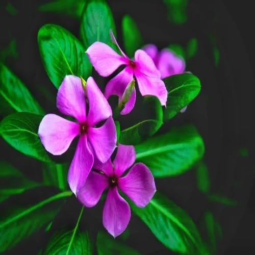 Frische neue neue Oleander Blumensamen 100 Stück violett