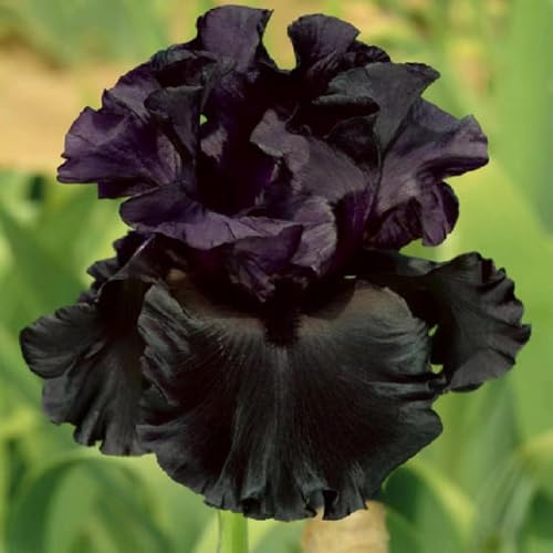 5 piezas comprar bulbos de iris - bulbos tempranas, resistentes, exóticas resistentes al exterior, de jardín,