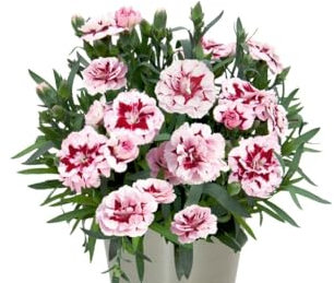 Planta de Clavel con Flores Mix Color Planta Viva y Natural