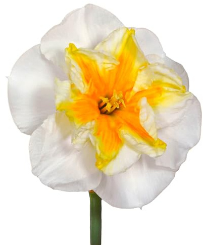 The Bulb Farmers - 50 x Narcis 'Delta' - Blanc avec orange - bulbes à fleurs directement du producteur - floraison printanière - taille sphérique SP 12-14 (taille la plus appropriée pour le jardin) -