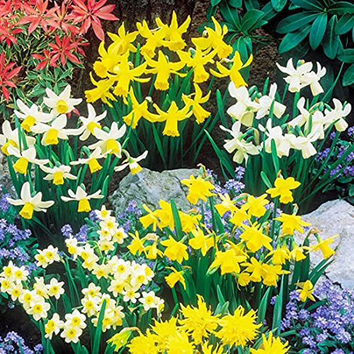 Daffodil Mixed Bulbs (Pack of 30) - Hardy Spring Flowers for Autumn Planting