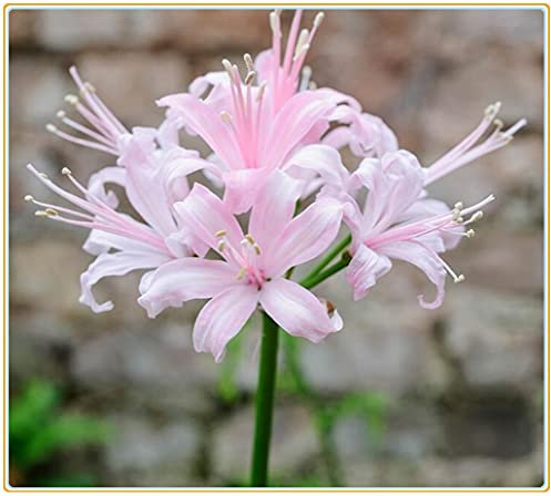 Lycoris radiata/Bellissime piante di decorazione del parco-5 bulbi,A