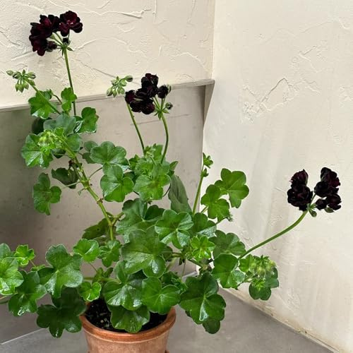 geraniensamen - winterharte kübelpflanzen gewächshaus balkon blumensamen mehrjährig winterhart topfpflanzen deko büro bodendecker stauden bio pflanzensamen gartendeko für draußen 50pcs