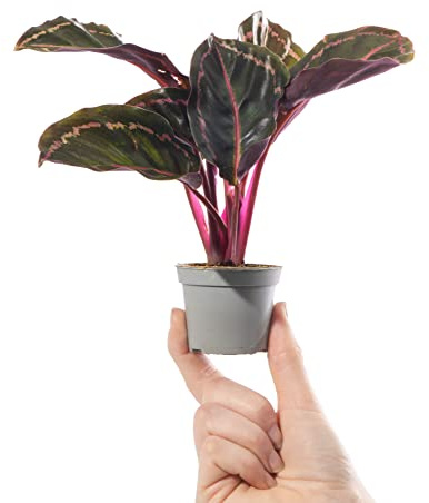 Baby Rose-Painted Calathea Prayer Plant - Calathea Roseopicta Illustrious Small Evergreen Houseplant | Air Purifying Indoor Houseplant Home Office Kitchen Bathroom | Grow Your Own Baby Plants