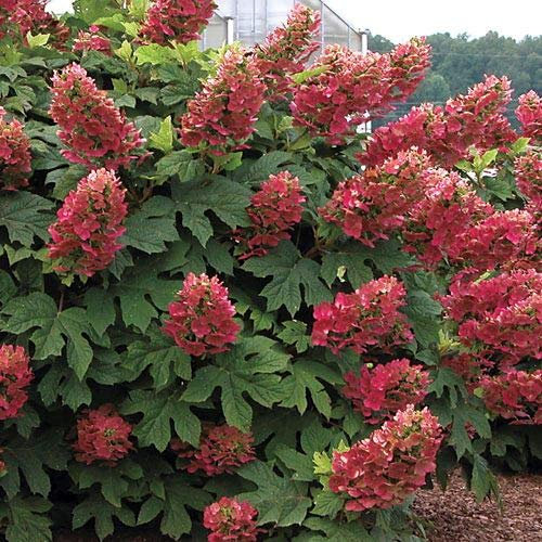 Hydrangea quercifolia 'Ruby Slippers' / Hortensia à feuilles de chênes à fleurs rouges/Conteneur de 2 à 2.9 litres