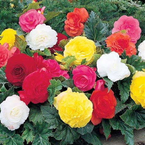 100 Stück gemischte Begonien-Blumensamen Seeds ONLY
