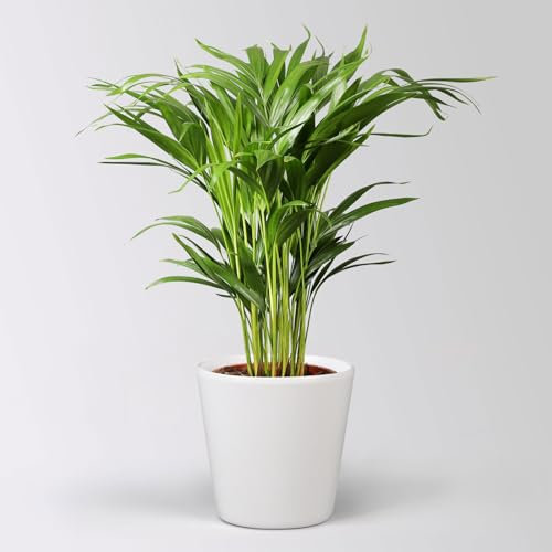 Goldfruchtpalme in Topf Dallas, Topf-Ø 17 cm, Höhe ca. 40-60 cm