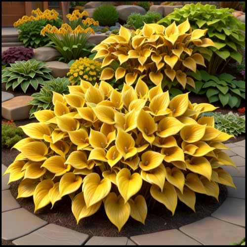 (OPVDJD) Comprar Hosta/Hosta Rizomas/Funkien Rizomas/Perenne resistente adecuado para la siembra en casa-6 rizomas-C