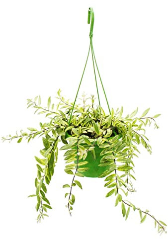 Exotenherz - Zimmerpflanze zum Hängen - Aeschynanthus bicolor - panaschierte Schamblume - 14cm Ampel