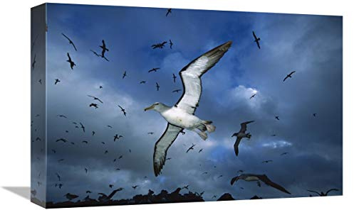 12 x 18 in. Salvins Albatrosses Returning to Colony at Sunset, Bounty Islands, New Zealand Art Print - Tui De Roy