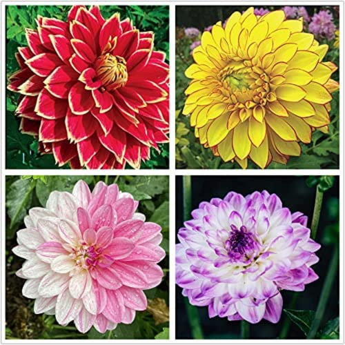 Dahlien zwiebeln,winterharte,dalienknollen winterfest bienenfreunlich,dahlien knollen,dahlien Knollen Winterhart MehrjäHrig,dahlien knollen großblumig,dahlienknollen kaufen.-4 zwiebeln-A