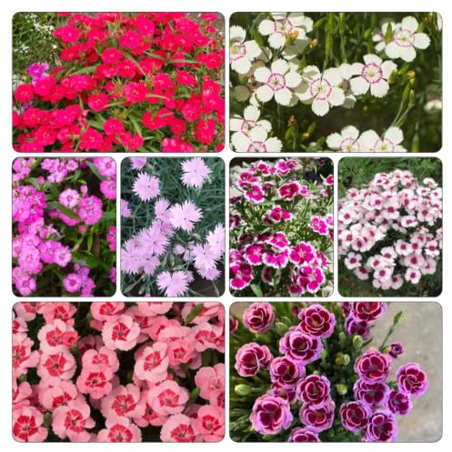 Semi di garofano dolce, raro Giardino roccioso, resistenti 300pcs