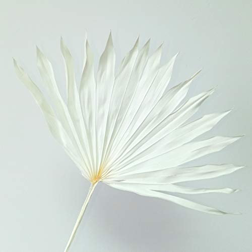 Palmier naturel séché, petites feuilles de palmier, éventail de fleurs, tige décorative (blanc, 5 pièces)