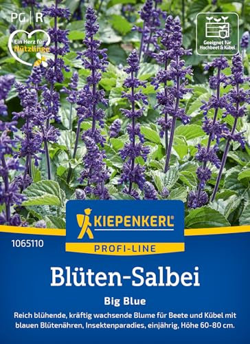 Kiepenkerl Profi-Line Blüten-Salbeisamen Big Blue 1065110 – Reich blühend - Für Beete und Kübel - Höhe 60-80 cm - Blumensamen, Wildblumensamen, Saatgut
