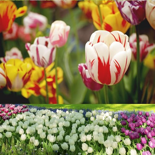 IFLO® Blumenzwiebeln 50 Tulpen Mix – bunte Frühlingsblumen | mehrjährig, winterhart & pflegeleicht | Ideal für Garten, Balkon & Beet