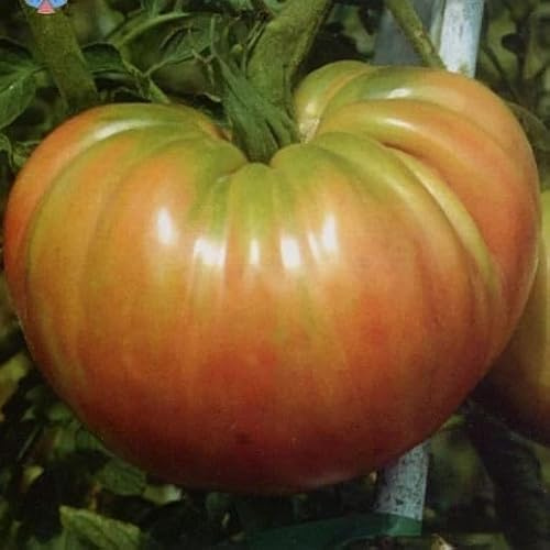 60 SEMI DI POMODORO OXHEART BELMONTE GIGANTE - SEMI FRESCHI + OMAGGIO