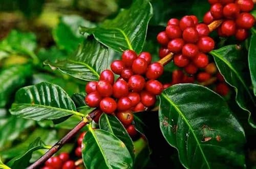 Semi di Caffè Arabica 5 Semi – Caffe Pianta Tropicale da Interno | Café Coltivazione Facile in Vaso | Cafe Pianta Decorativa con Foglie Lucide | Ideale per Casa e Balcone