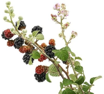 Planta Natural de Zarzamora una Opción Resistente y Versátil para Todo Tipo de Climas